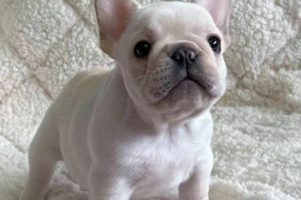 水命与木命养宠物的最佳选择与养护指南