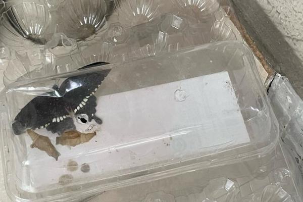 1986年12月15日出生的人命运解析：奇妙的生命旅程与性格特点