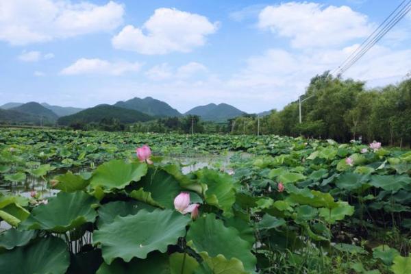 松柏土命的优势与生活中的运用
