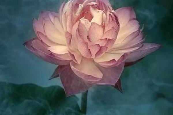 白蜡金命详解:命运特征与人生运势的深度剖析 白蜡金命详解:命运特征与人生运势的深度剖析