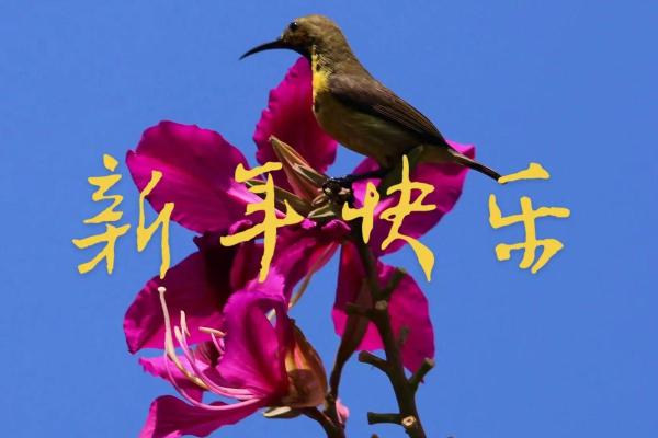 虎年兵灾与兔年命运的独特联系探讨