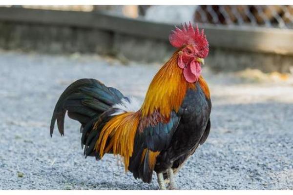 2017年命理解析：生肖鸡年带来的机遇与挑战