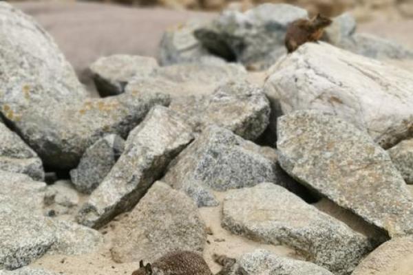 2023年:水兔之年,探索机遇与成长的旅程 2023年:水兔之年,探索机遇与成长的旅程