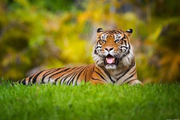 1962年虎年属什么命？揭开生肖虎的神秘面纱！