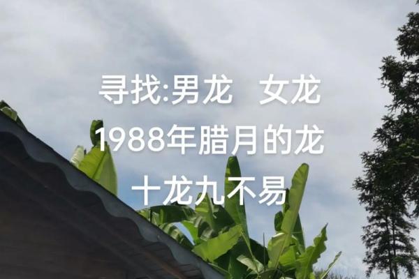 1988年龙年出生的朋友：你的命运与性格解析