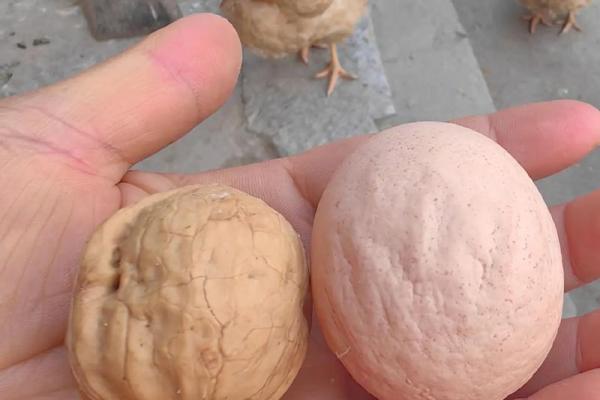 土鸡命与哪些命相合的女人，打造幸福婚姻的秘诀