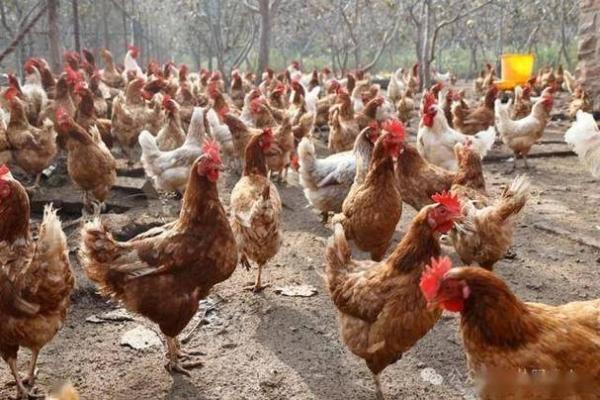 土鸡命与哪些命相合的女人，打造幸福婚姻的秘诀