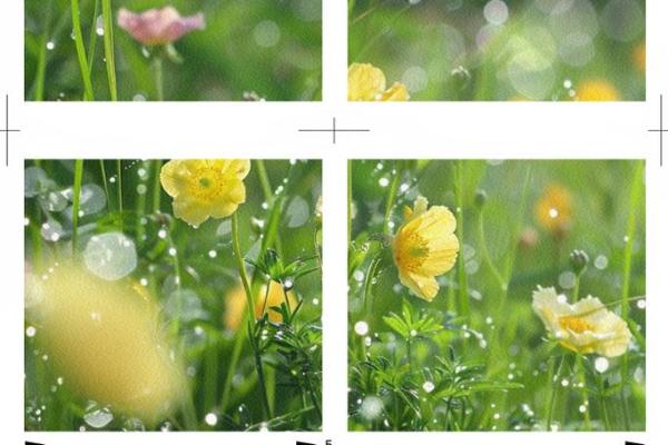 探索生活的美好瞬间，发现心灵的宁静与欢愉