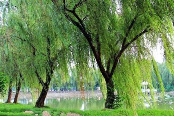 女杨柳木命与何命最匹配？解析和谐人生之道