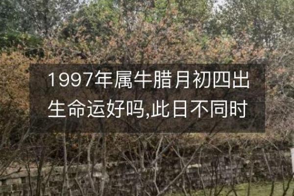 丁丑年出生的命理解析：你是如何与命运相伴的？