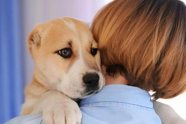 狗的命也是命：宠物与人类的深厚情感纽带