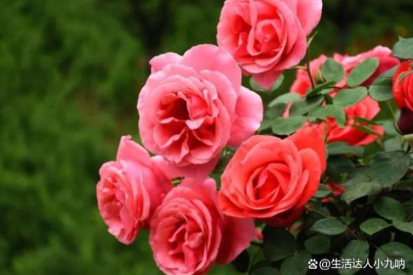根据命理选择适合的花树, 增添生活的美丽与气场