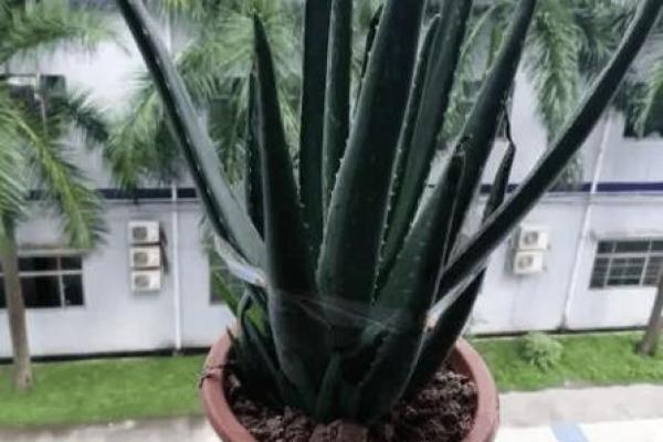 根据什么命养什么植物,探寻植物与命运的奇妙联系 根据什么命养什么植物,探寻植物与命运的奇妙联系
