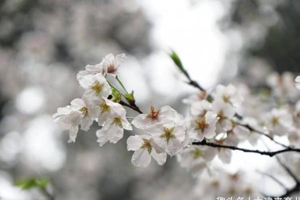 2019年：猪年命运解析与生活指引，助你更好把握人生机遇