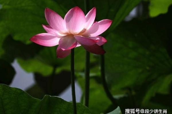 2021属牛人的命运解析：福星高照、机遇无限！
