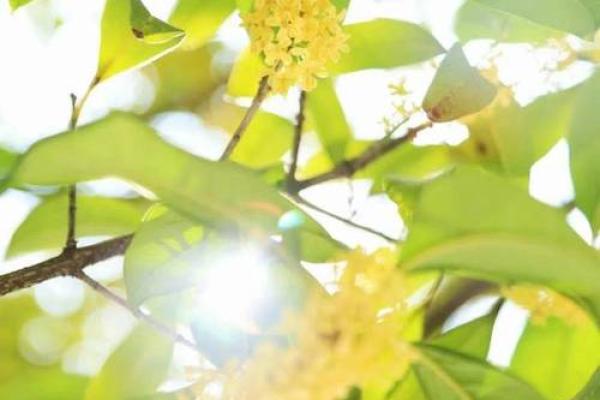 1378年命运:历史转折中的光阴与希望 1378年命运:历史转折中的光阴与希望