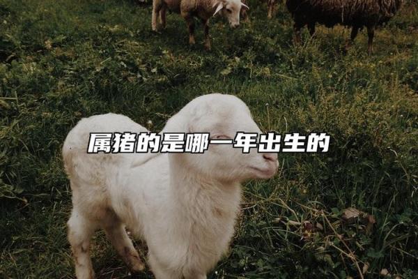 1995年出生的猪命究竟意味着什么？解析生肖猪的性格与命运