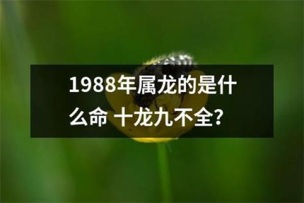 2013年龙年出生的人：龙命的特质与运势解析