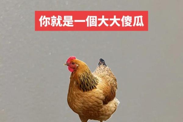 57年属什么？揭秘属鸡人的命运与性格特点！