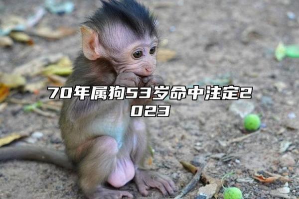 探索狗的命运：揭秘2006年2月6日出生犬的性格与运势