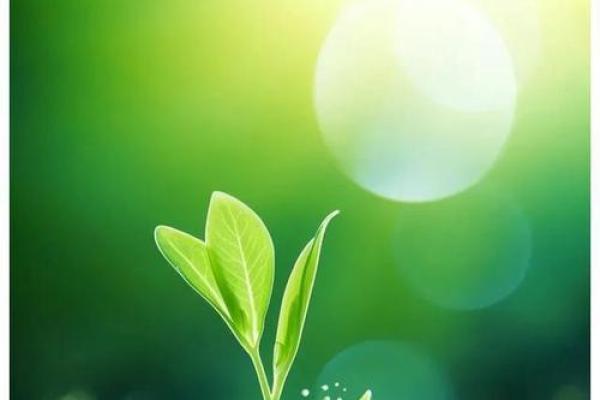 水命与金命人的植物养护指南：选择适合的绿色伴侣