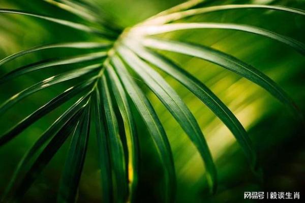水命与金命人的植物养护指南：选择适合的绿色伴侣