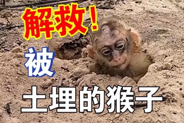 土猴命适合的职业与生活方向探讨 土猴命适合的职业与生活方向探讨