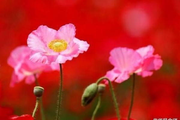 火命与木命的财运之道：如何结合五行旺盛运势，开辟财富之路？