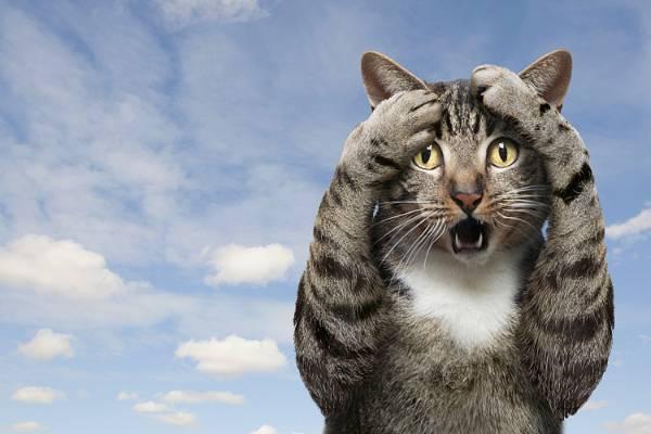 为什么猫被称为“有九条命”的动物？