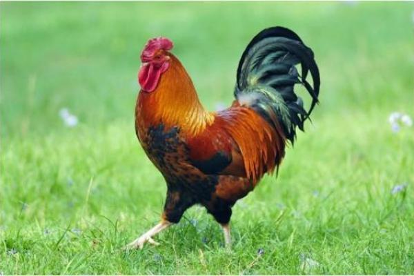 2019年鸡年命格解析：揭示你命中注定的财富与性格