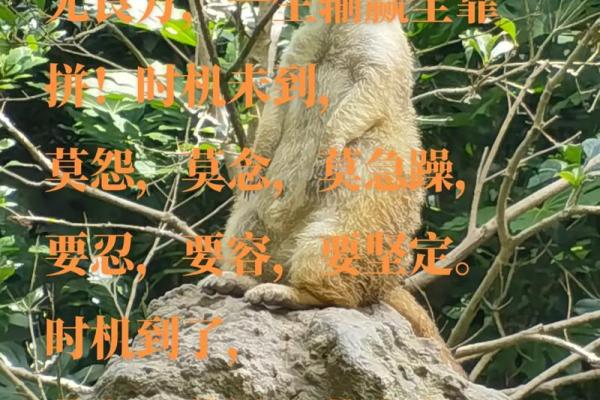 受命、遭命、随命：顺应生命的三重智慧