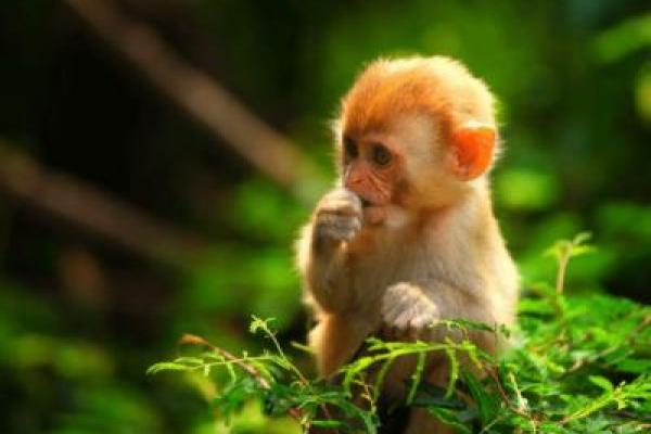 1992年属猴人的宅命解析与风水运势