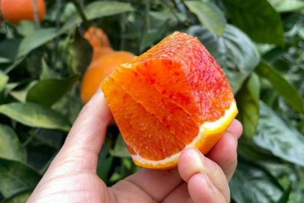 命运之书:探寻生活中不可思议的偶然与必然 命运之书:探寻生活中不可思议的偶然与必然