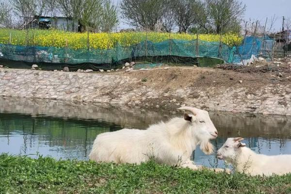 天上火土羊命与生肖配对解析,揭示命理奥秘! 天上火土羊命与生肖配对解析,揭示命理奥秘!