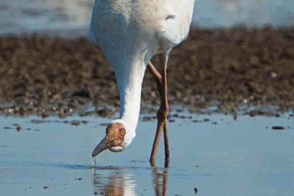 少爷命中的动物:优雅而神秘的白鹤 少爷命中的动物:优雅而神秘的白鹤