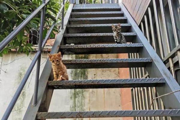 1952年虎年出生的人生际遇与命运解析