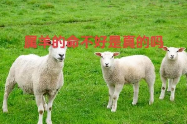 水命与羊命:解析缺失生肖女性的命理之迷与解决之道 水命与羊命:解析缺失生肖女性的命理之迷与解决之道