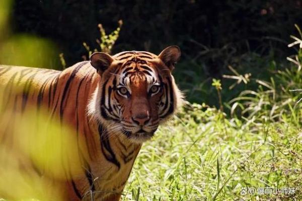 1998年出生的人命运与性格解析:揭示生肖虎的神秘面纱 1998年出生的人命运与性格解析:揭示生肖虎的神秘面纱