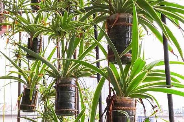 吊兰女人的命运:追寻生命中的绿意与芬芳 吊兰女人的命运:追寻生命中的绿意与芬芳