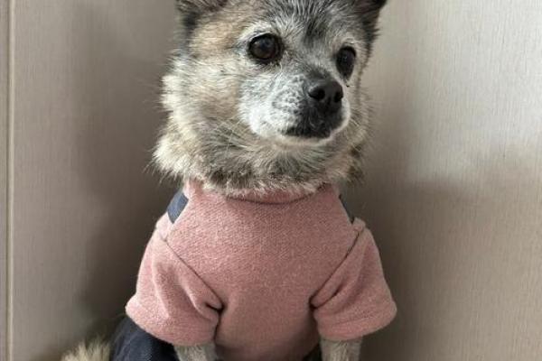 2018狗狗命运解析:如何为你的宠物找到最佳生活路径 2018狗狗命运解析:如何为你的宠物找到最佳生活路径