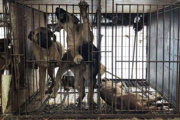 2018狗狗命运解析:如何为你的宠物找到最佳生活路径 2018狗狗命运解析:如何为你的宠物找到最佳生活路径