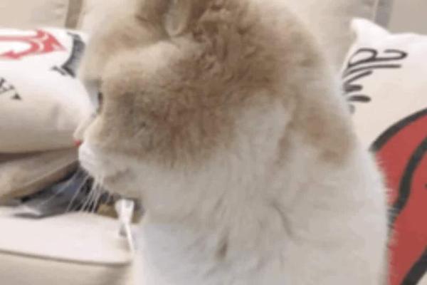 招猫者的命运:性格与喜好揭示的人生轨迹 招猫者的命运:性格与喜好揭示的人生轨迹