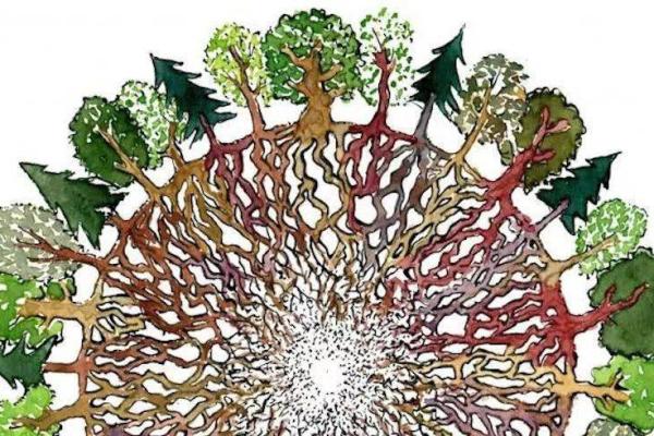 探索长寿动物的秘密:谁才是生命的赢家? 探索长寿动物的秘密:谁才是生命的赢家?