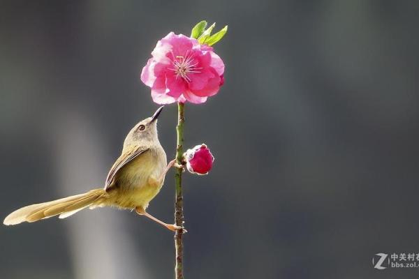 命中带桃花的动物,缘分与机缘的完美结合! 命中带桃花的动物,缘分与机缘的完美结合!