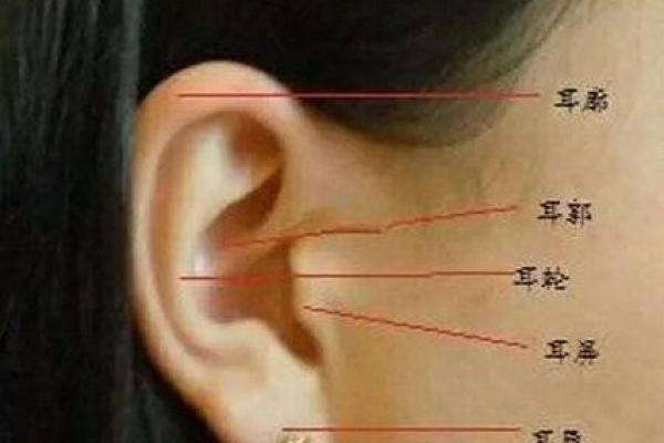 汗眉毛的人命运解析：揭示眉形与命运的秘密