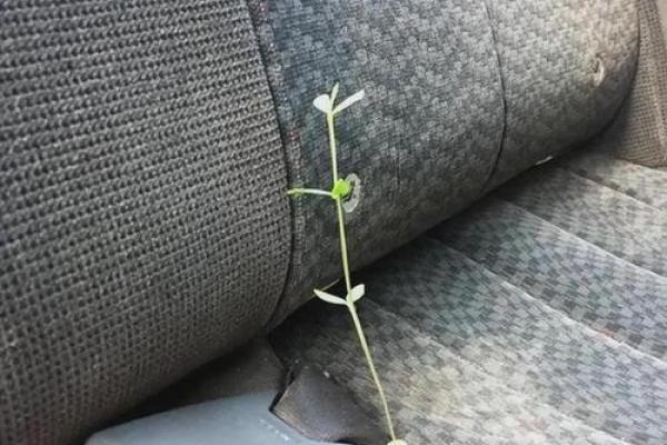 豆腐渣是我的命,追寻生命的真谛与希望 豆腐渣是我的命,追寻生命的真谛与希望