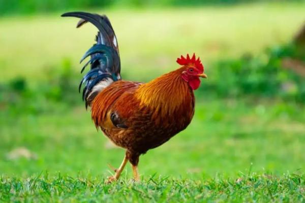 2005年属鸡的人命运解析与生活指南 2005年属鸡的人命运解析与生活指南