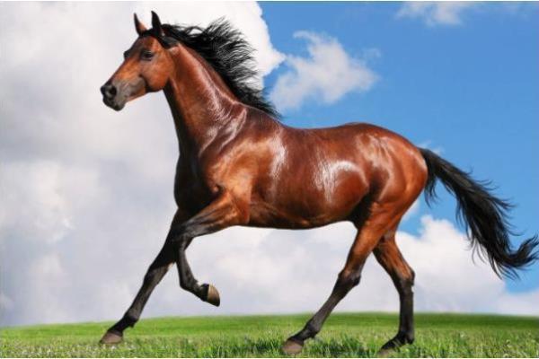 属马土命者的最佳吉祥饰品与佩戴建议 属马土命者的最佳吉祥饰品与佩戴建议