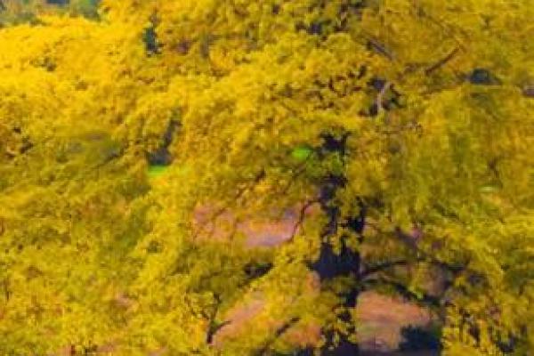 探究“猴子马楼的命也是命”:从网络文化到社会观察的深度解析 探究“猴子马楼的命也是命”:从网络文化到社会观察的深度解析