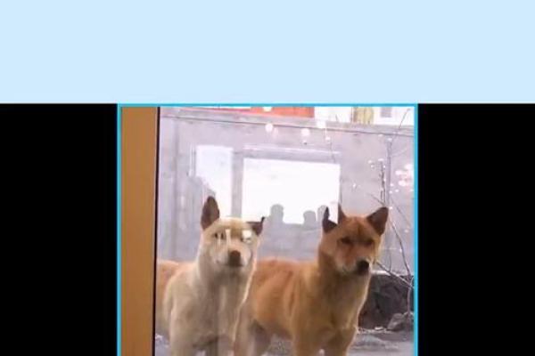 一九八二年狗年出生者的命运与生活智慧探讨 一九八二年狗年出生者的命运与生活智慧探讨